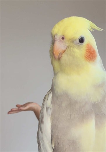 Cockatiel Says “Yes You Are” — Funny Parrot Meme Video