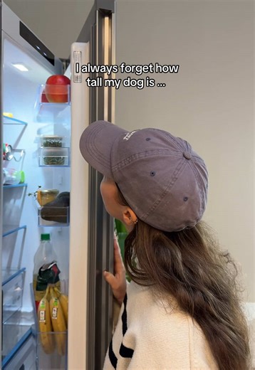 I forgot how big my dog actually is… and suddenly the fridge door wouldn’t close 🐕‍🦺😅 Good thing the Bosch fridge keeps everything cool and fresh anyway. Real life happens - Bosch handles it. #Bosch #BoschHomeGlobal *Please note that the products shown in this video are only available in limited quantities and in selected markets.