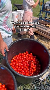 🍅 How we process tomato seeds on our seed farm using a wet seed processing machine 🍅 #agriculture #farming #seedsaving #seeds #seedfarm #gardening #garden #hudsonvalley #hvny #tomato | Hudson Valley Seed Co.