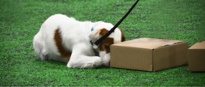 Sourcing, Residual Odor and Preventing False Alerts FAQ – Part 1, Hunters Heart Scent Detection and Medical Alert Training