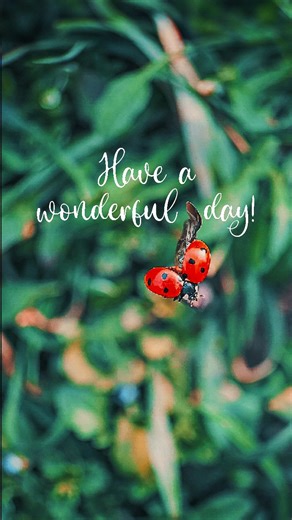 Juli - Ladybugs & Macro Nature | Ladybug in Flight – Nature’s Tiny Wonder 🐞🍀 A ladybug soars, wings open wide, Dancing through the morning light. Symbol of luck, joy,... | Instagram