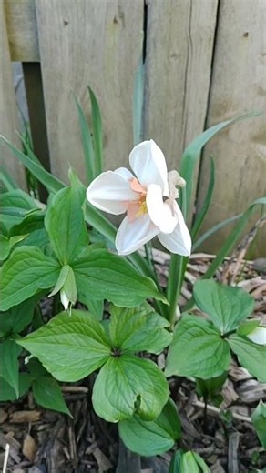 shrike daffodil