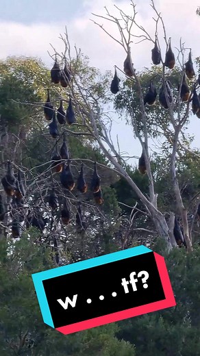 Unveiling the Mystery of Melbourne's Megabats