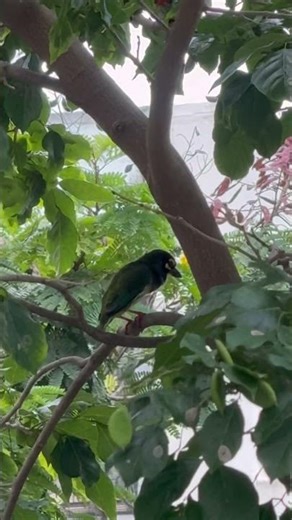 Coppersmith Barbet Singing!