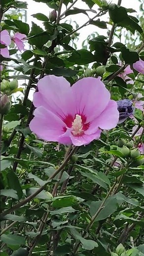 【木槿（むくげ）の花言葉】＃花言葉「信念」「新しい美」#ムクゲ