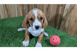 Beaglier for Sale | Puppies | Pawrade.com