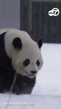 Snow means playtime for National Zoo's pandas