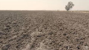 Knock-on effect of California’s drought dries up businesses in agriculture, transport, even retail