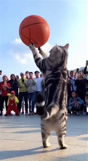 You Have to See This 😱 #funny #memes