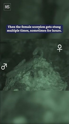 Female scorpions get stung during sex 🦂💕⁠