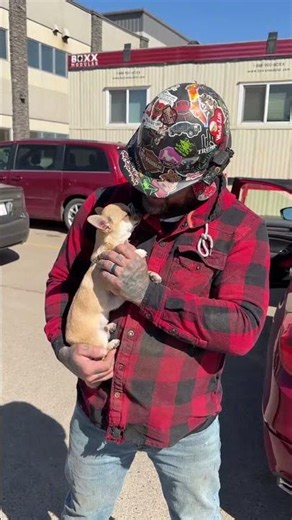 Tiny 4 lbs Chihuahua Larry Gets the Sweetest Sun-Drenched Cuddles After a Big Day! 🚀🐾