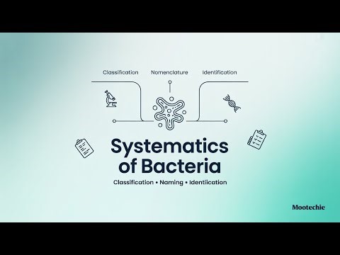 Systematics of Bacteria Explained | Classification, Nomenclature & Identification | Mootechie