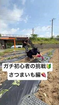 【さつまいも】この植え方正解？#農業 #農家 #さつまいも #定植 #初心者 #挑戦 #農家夫婦 #農業女子 #shorts