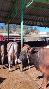 ganado escaso por canal #ganado #puentesanbernabe #toros #e#elranchoyyo #becerros | El Rancho y yo
