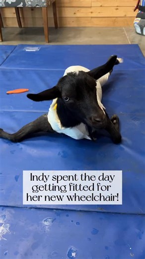 Our amazing special needs goat Indy was born with deformities of her pelvis and hind legs. After her old wheelchair broke we made a 10-hour drive from our sanctuary in MA to VA where Derrick and the talented team at @bionicpets made her a brand new custom 3D-printed wheelchair. Because the design is so different from her old chair (it’s a major upgrade!) she’s still getting used to it, but we can’t wait to see her zooming around the sanctuary very soon 🥰 #goat #goats #goatsofinstagram #goatlife