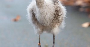How a quick-thinking flight attendant and several passengers helped save 6 flamingo eggs aboard a flight