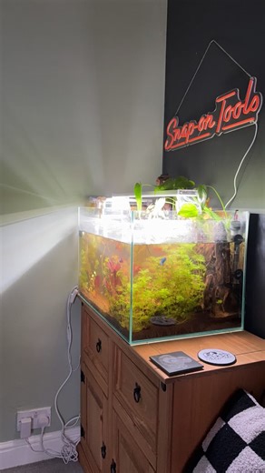 Transforming the Nerd Room Tank: New Aquascape