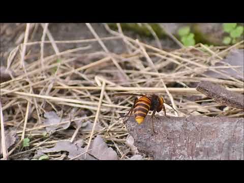 オオスズメバチがキイロスズメバチの巣を襲撃！