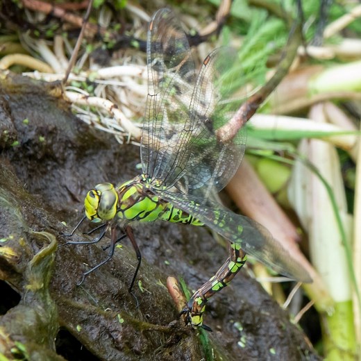 Fascinating to watch this stunning female Southern Hawker dragonfly lay its eggs on vegetation by our pond. The clip shows well how the female uses its tail in probing movements, almost like a elephant uses its trunk, to find suitable parts of the plants to lay its eggs onto. Filmed mid-August following the first days of rain after a long period of drought. | Langbein Wildlife