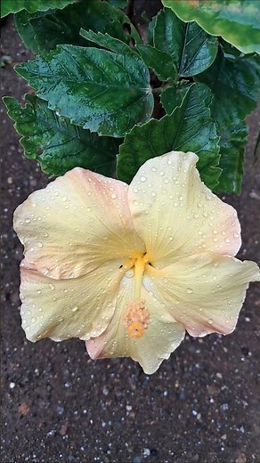 Amazing Hibiscus Flower in Full Bloom 🌺 | 4K Nature Shorts