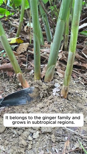 Introduction to wild ginger (wind ginger) #gardeninggoals #gardeningistherapy #gardeningtips #gardeninglife #gardening_love | Garden Ideas