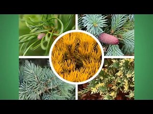 What are Dwarf Conifers?