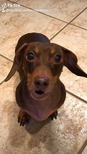 Moonpie asking for donuts