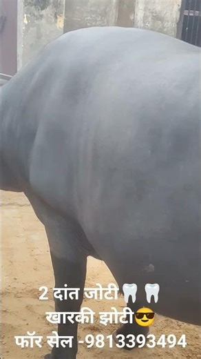 #buffalo #forsale #viral #haryanvisong #murrah #trendingshorts