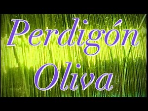 Competition nymph. Olive split shot for trout fishing. How to tie an effective split shot.