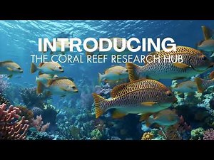 Coral Reef Research & Conservation | SSI Blue Oceans x Coral Reef Research Hub
