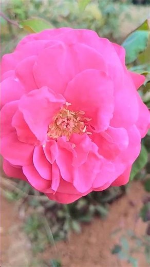 awesome rose flowers #nature #flowertypes #flowers #music #garden