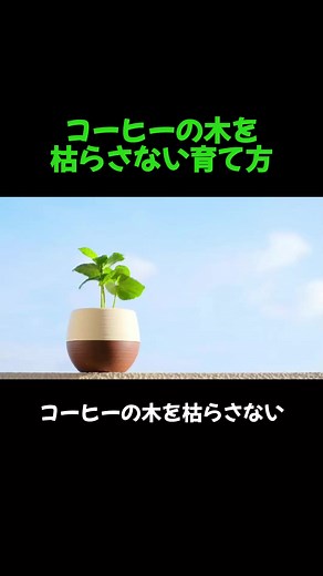 コーヒーの木の育て方まとめたよ！育てている人いる？🥺 #観葉植物の育て方 #観葉植物初心者 #コーヒーの木