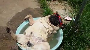 Hilarious sunbathing pug loving life! 😄💘 | Animals Vibes