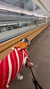 8K views · 1.2K reactions | This afternoon was Eva's last hospital visit before our trip to Florida, so Mom had her wear one the turkey hats from our costume bin, paired with this adorable candy cane shirt from @Tiny and Mini. Usually at Thanksgiving time I would wear my signature turkey getup, but Eva didn't feel like wearing it  We will post a blast-from-the-past picture of my "signature turkey getup" in the next posting  | Lady Darla's Legacy - The Squirrel Patrol | Facebook