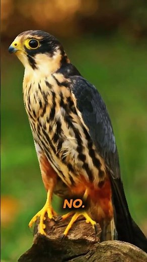 Top 5 Fastest Birds in the World