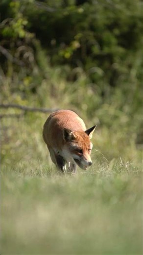 Fox #backgroundsounds #ambience #4kfireplace #ambience #cozy #firesounds #sleep