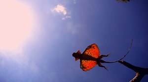 Cuando se siente amenazado, el dragón volador puede planear la mitad de la longitud de un campo de fútbol americano y realizar un aterrizaje perfecto. VÍDEO: | National Geographic