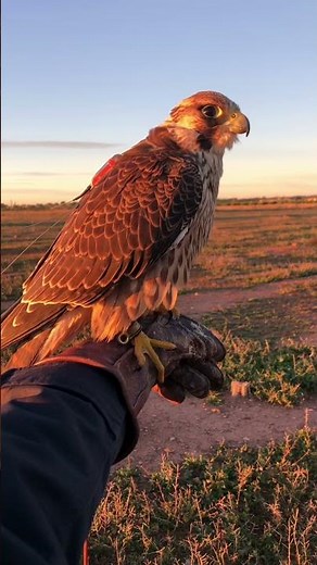 peregrine falcon flight
