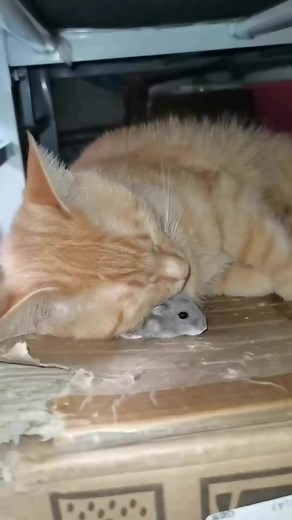 Nice Pillow | Sleepy Cats