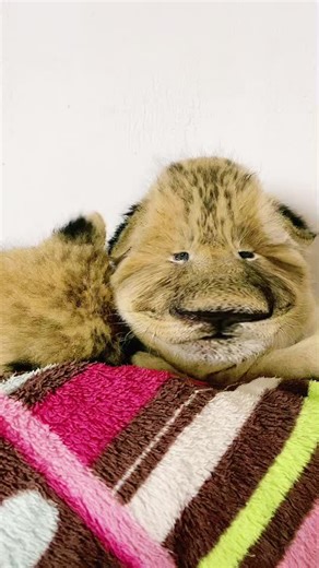 Soft Plush Lion Toy Review and Interaction Guide