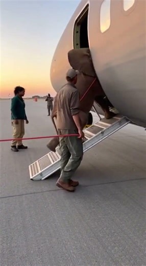 World Exclusive: A Baby Elephant Was Seen Boarding an Airplane 😳🐘✈️ #baby #elephant #viralvideo