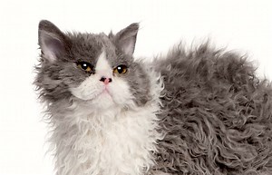 5 Things to Know About Selkirk Rex Cats - Petful