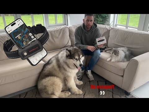 When You Lose Your Dog! SATELLAI Collar Go!