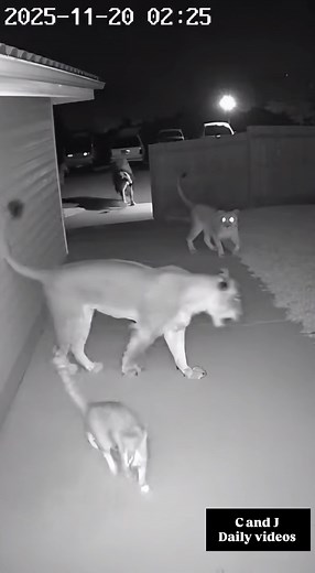 7K views | This isn’t a security cam… it’s a boss fight intro | C and J daily videos | Facebook