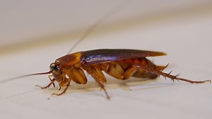 Cockroaches! | Why the Sacramento Valley is seeing so many