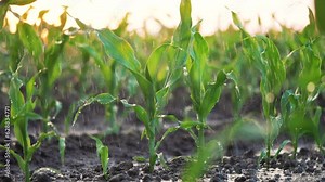 Agriculture. Corn field in water. Watering green plantation. Irrigation system for corn field. Rain irrigates green field of corn. Puddles on corn farm. Water on green plant.Farm irrigation management
