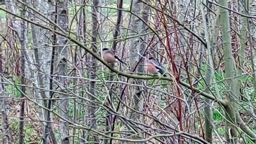 Irish bullfinches at Bay Park in Derry