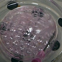 Video: Voltage and Calcium Dual Channel Optical Mapping of Cultured HL-1 Atrial Myocyte Monolayer