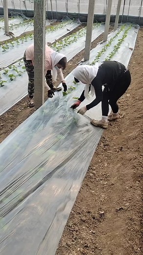 Skilled girls💪 #skills #smartagriculture