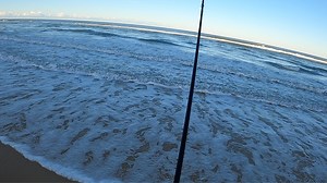 3.8K views · 102 reactions | K'gari (Fraser Island) Tailor season A...